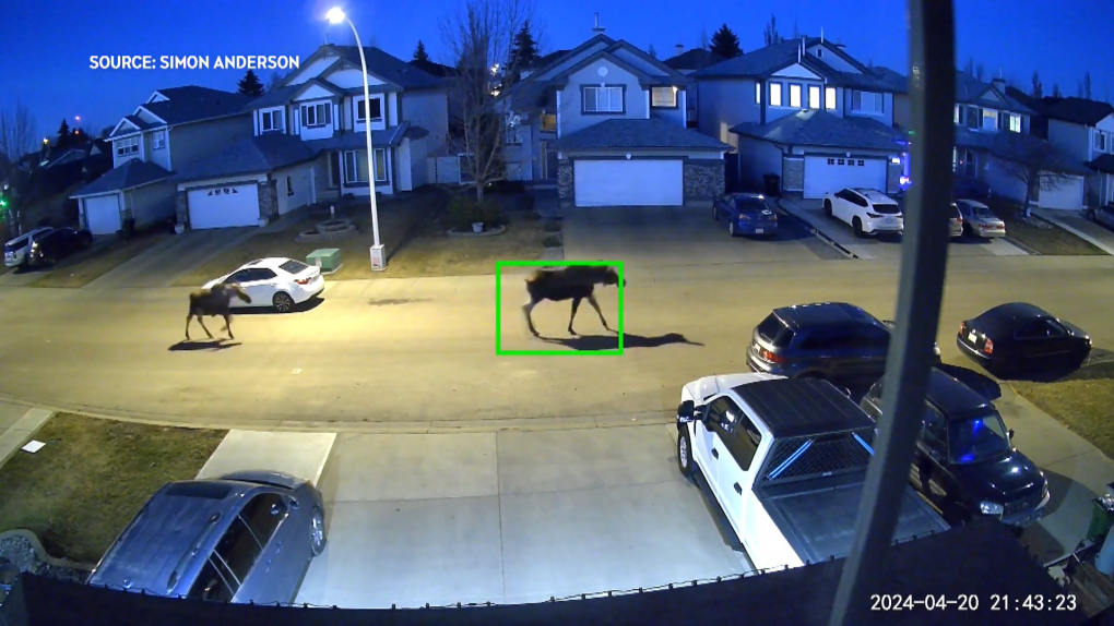 Moose seen walking in Edmonton street [Video]