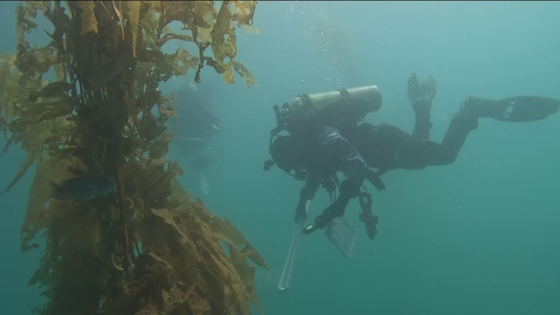 San Clemente’s Wheeler Reef is the largest artificial reef [Video]