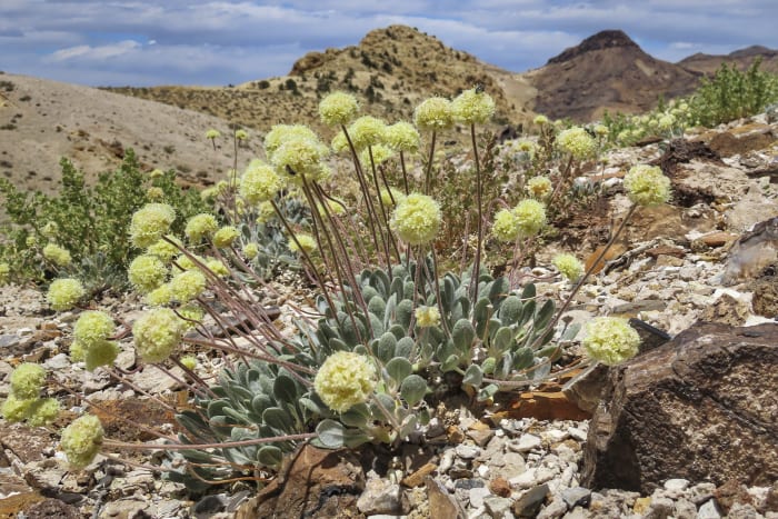US advances review of Nevada lithium mine amid concerns over endangered wildflower [Video]