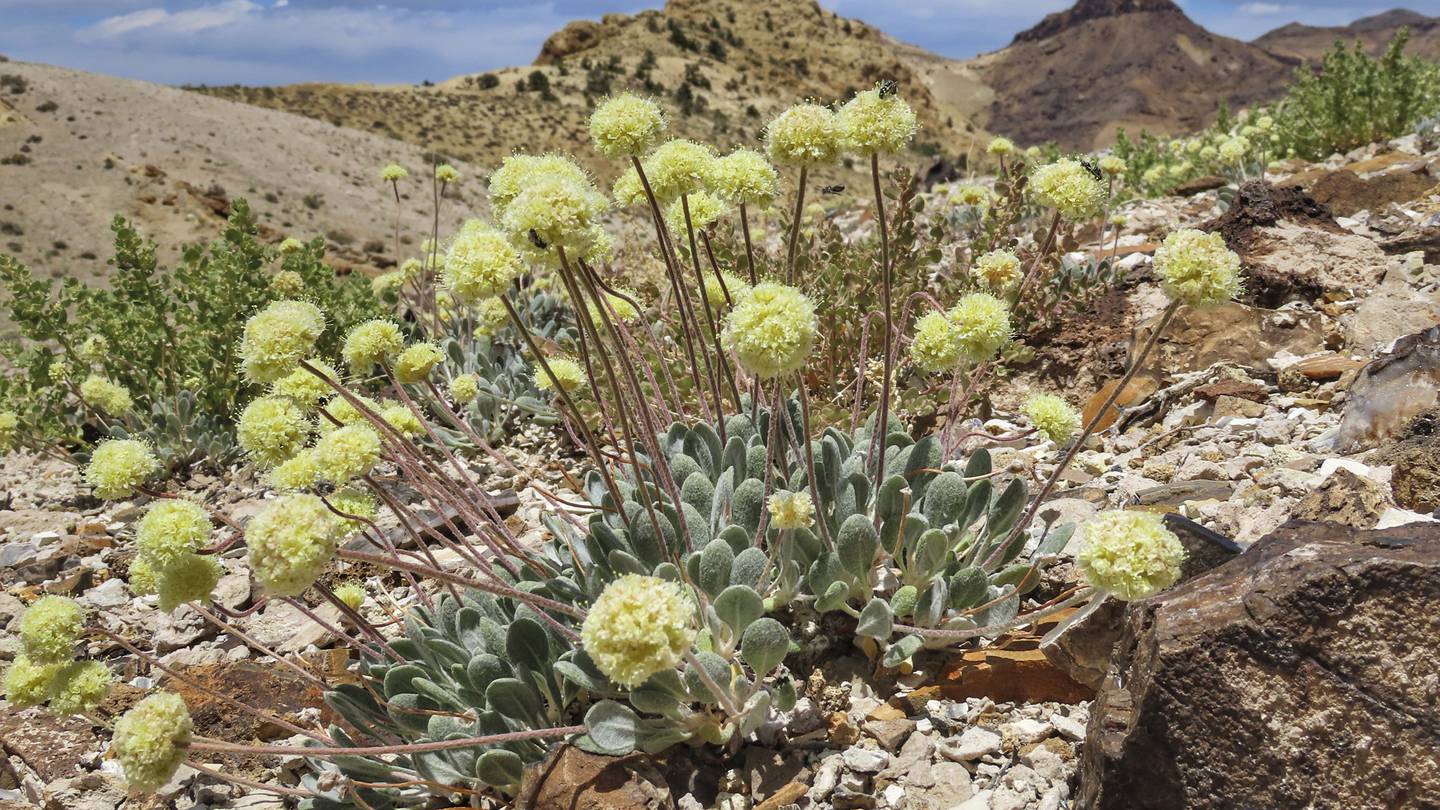 US advances review of Nevada lithium mine amid concerns over endangered wildflower  WSB-TV Channel 2 [Video]