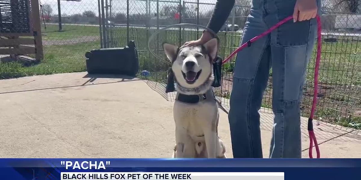 Pet of the Week: Meet Pacha [Video]