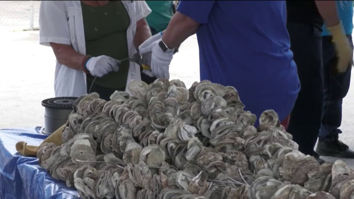 How do oysters clean water? Effort to clean South Floridas waterways  NBC 6 South Florida [Video]