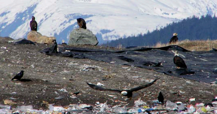 Arctic Faces Plastic Peril: New report warns of life-threatening issues | Homepage [Video]