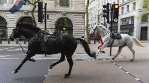 Surreal: Panicked UK military horses charge down London streets [Video]