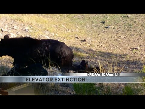 CLIMATE MATTERS: Elevator Extinction in Arizona [Video]