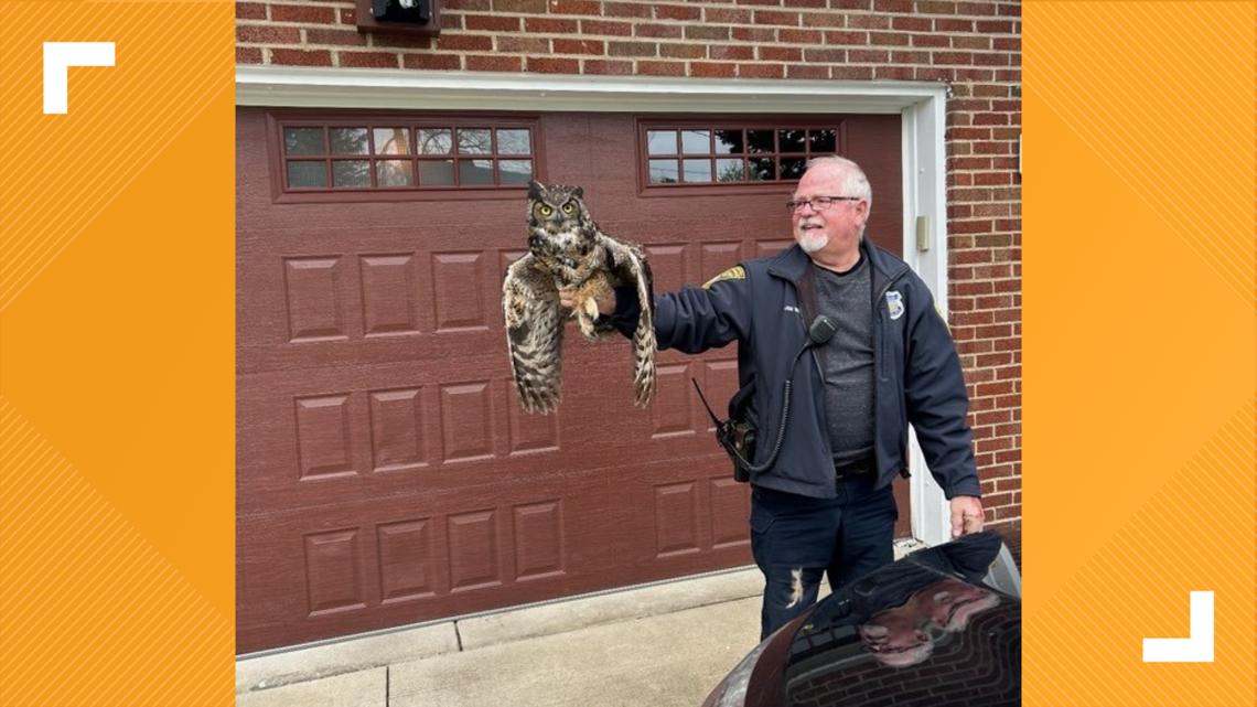 Westlake animal control officer rescues owl that was hit by car [Video]