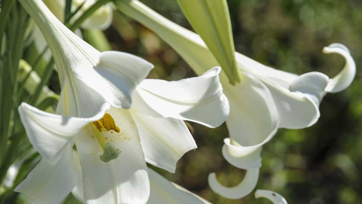 Ready to see this year’s Cahaba lily blooms? [Video]