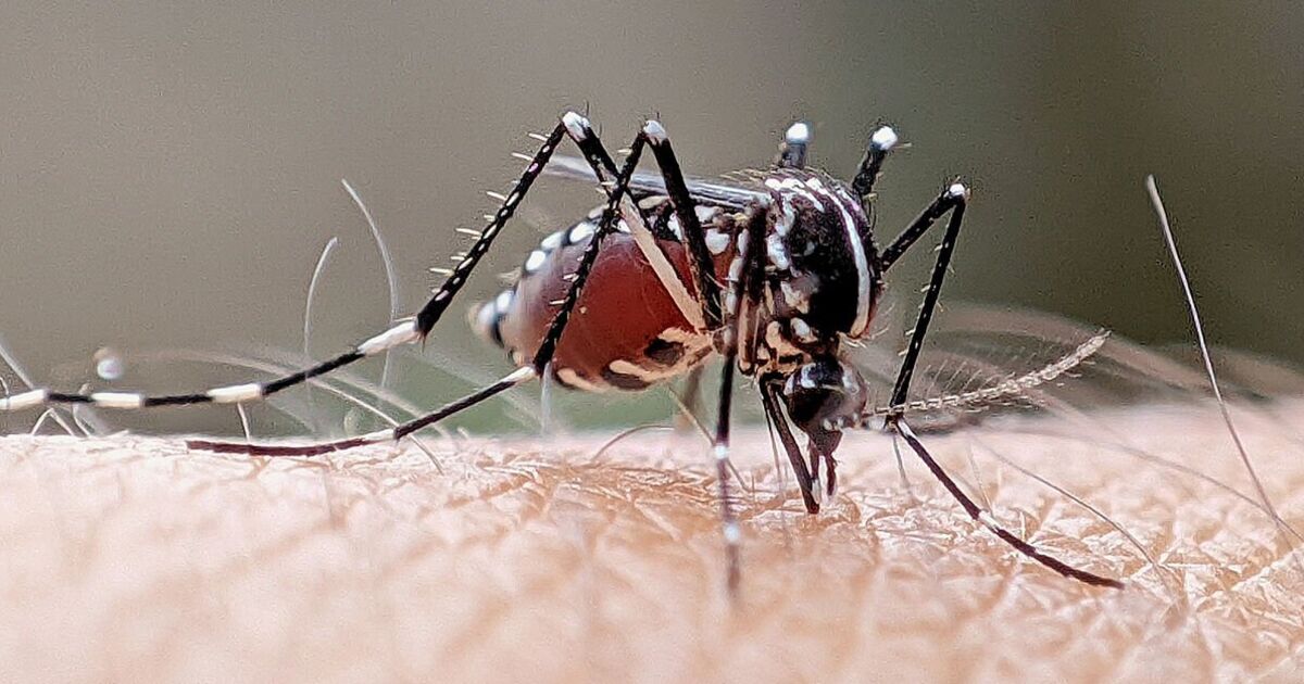 Warning mosquito-borne diseases are heading into Europe [Video]