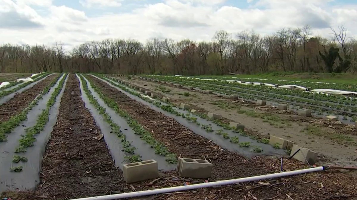 NJ farm, other local growers face challenges due to climate change  NBC10 Philadelphia [Video]