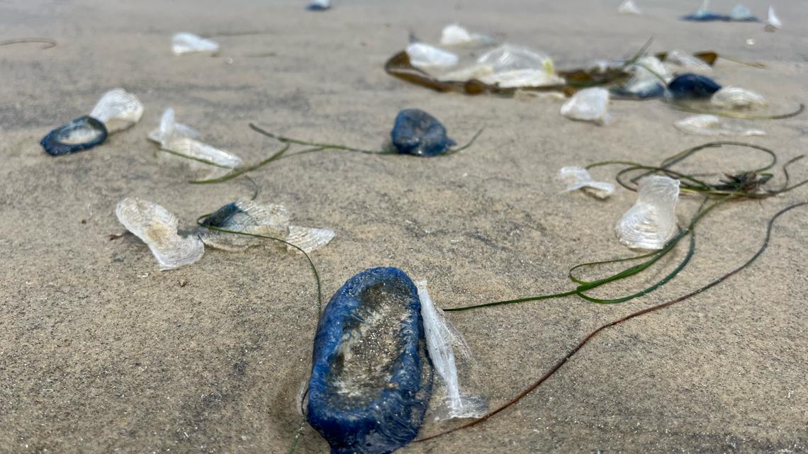 What are the clear, blue things on San Diego beaches? [Video]