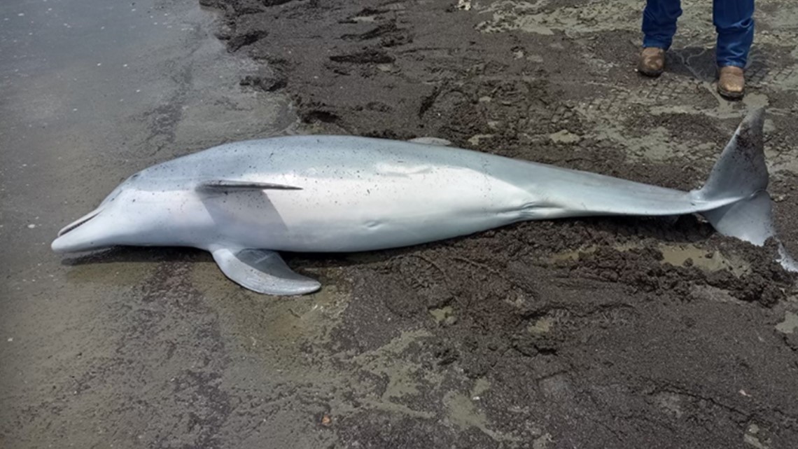 Dolphin washes up on beach with multiple bullets lodged in body [Video]