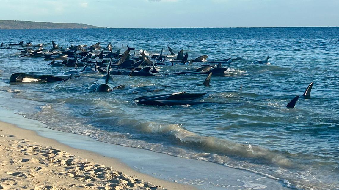 Dozens of whales beach on western Australia coast [Video]