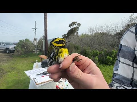 Bay Area scientists track birds electronically to learn impacts of climate change [Video]