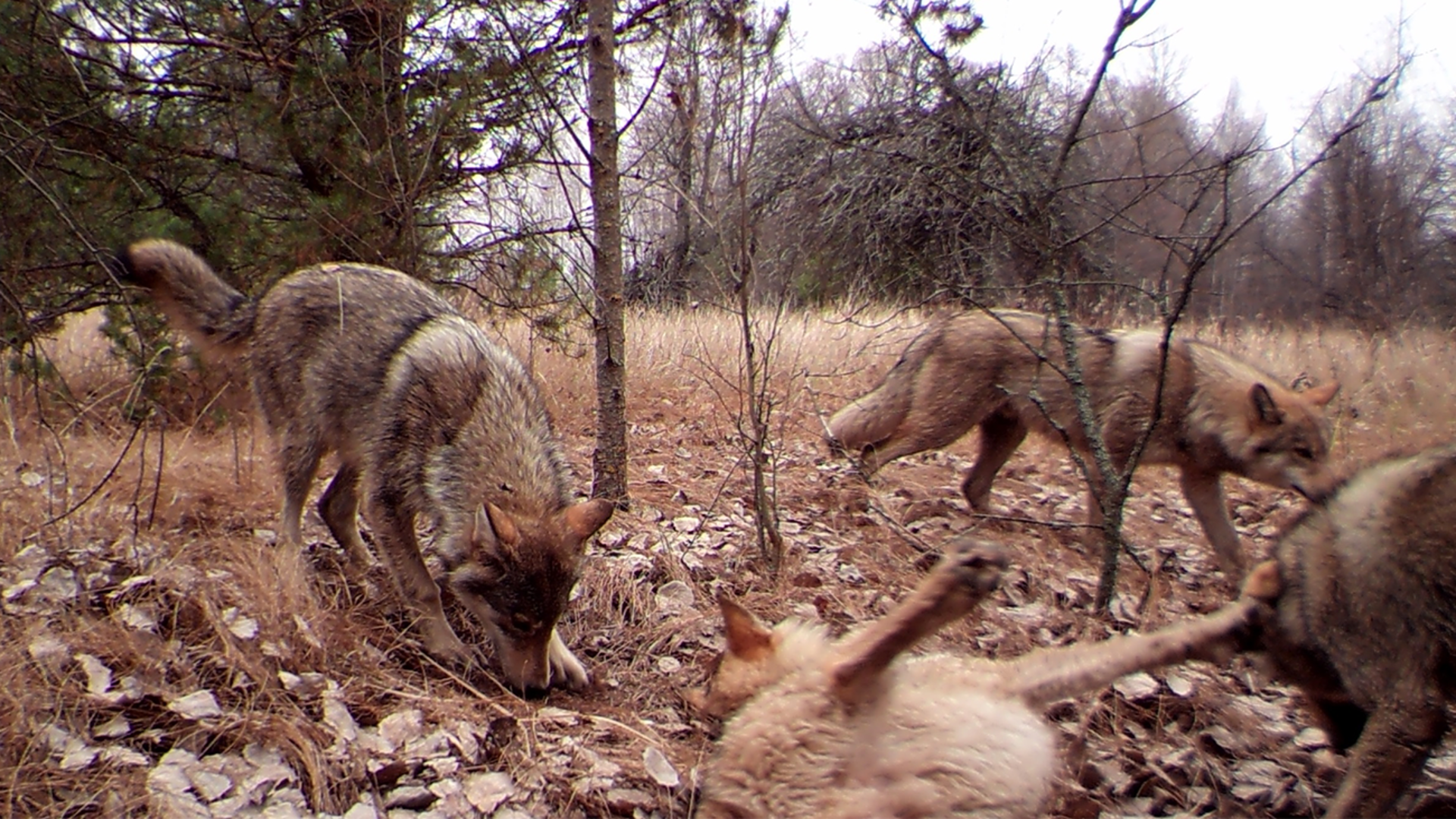 Chernobyl is a wildlife haven after 38 years of nuclear disaster [Video]