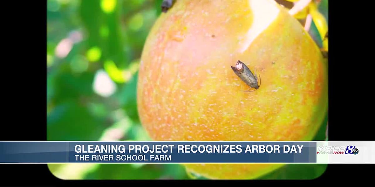 The non-profit organization goes to homes where apples on trees are in abundance [Video]