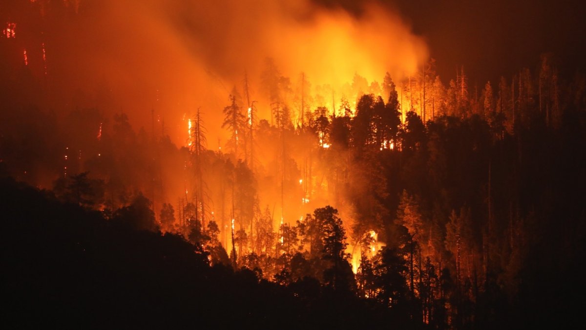 Can Wall Street save our forests after devastating wildfires?  NBC Bay Area [Video]