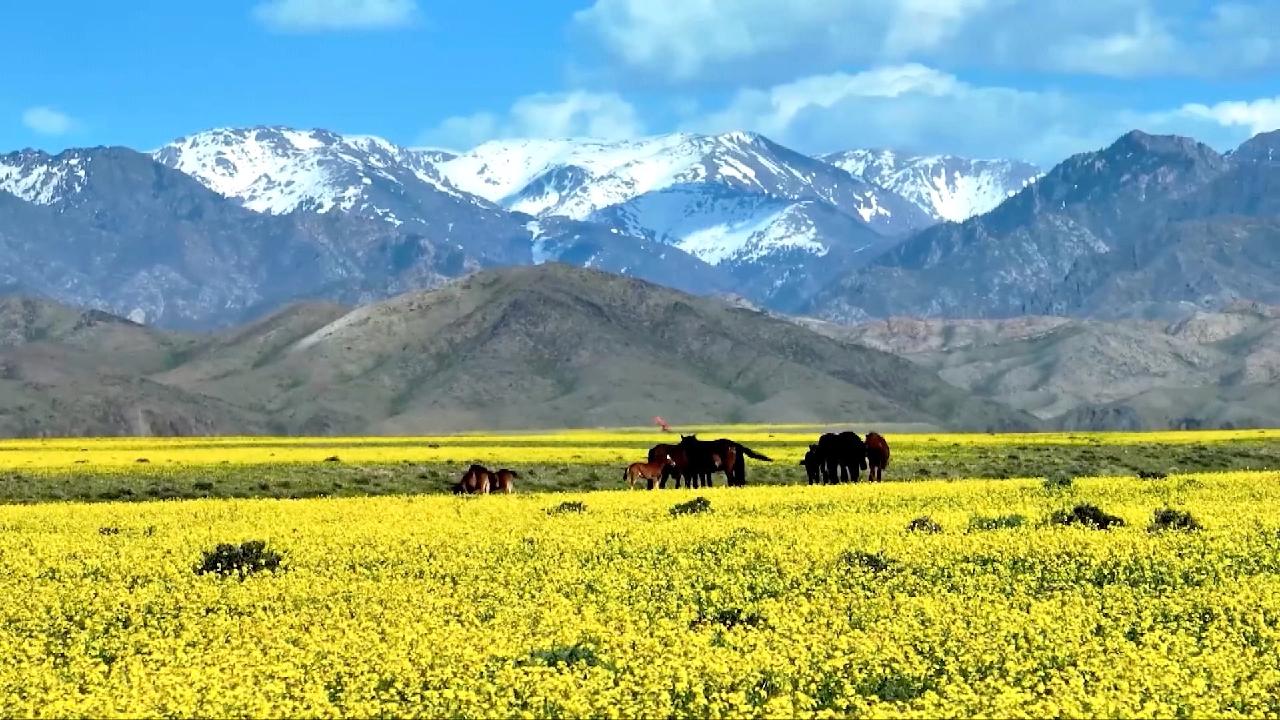 Picturesque prairie in Xinjiang’s Barlik Mountain [Video]