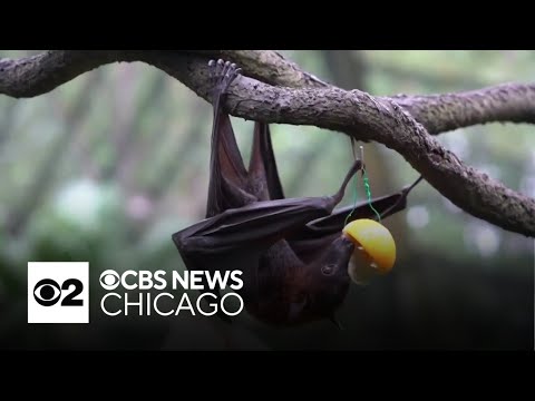 Climate change leading to decline in bat population [Video]