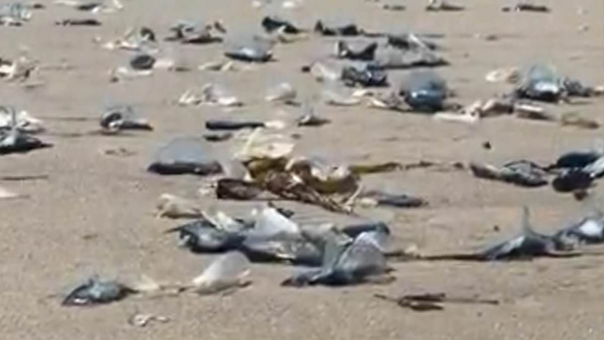 Mysterious blob-like sea creatures known as the ‘wind sailors’ wash up on California coastline [Video]