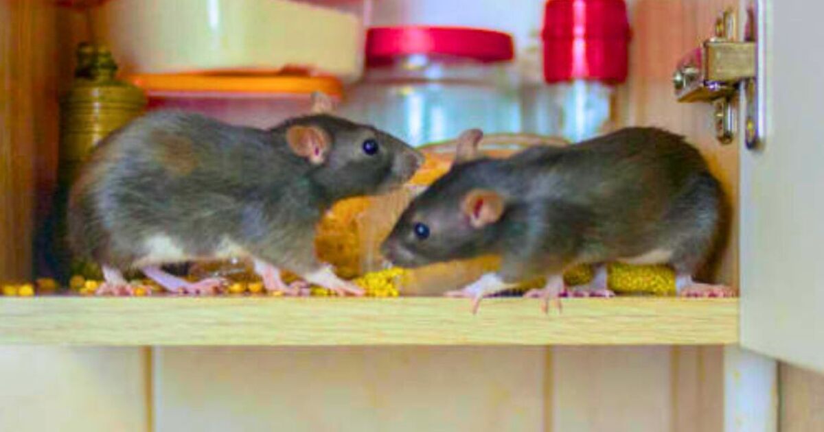 How to get rid of rats: Three effective deterrents will quickly keep them away [Video]