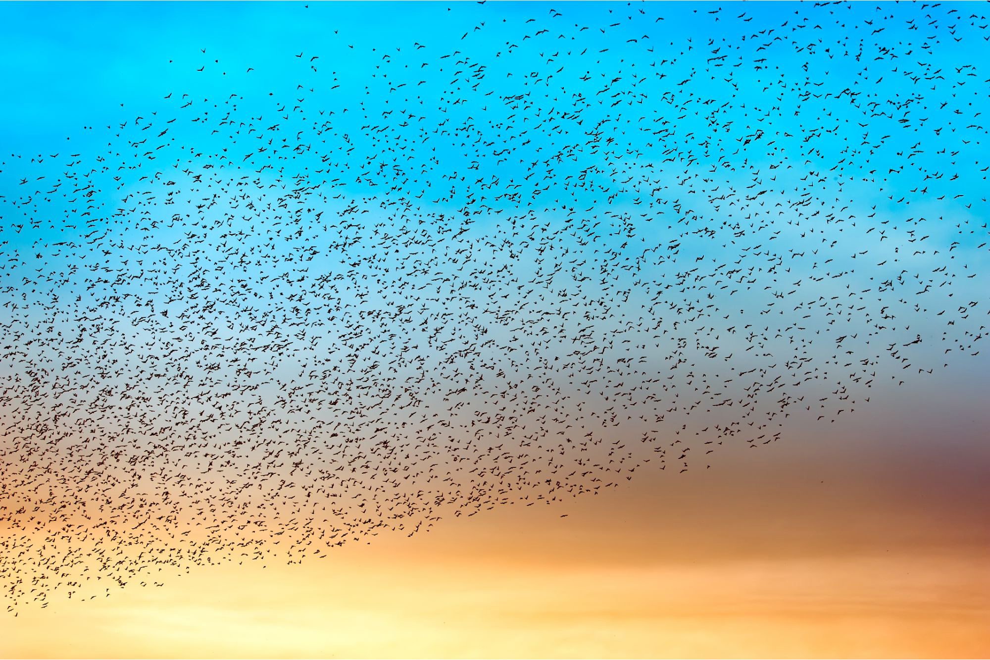 How Do Birds Flock? Researchers Reveal Previously Unknown Aerodynamic Phenomenon [Video]