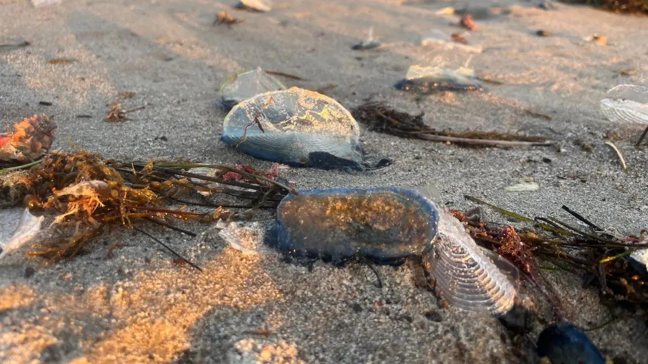 Thousands of mysterious jellyfish-like creatures wash up on California shores [Video]