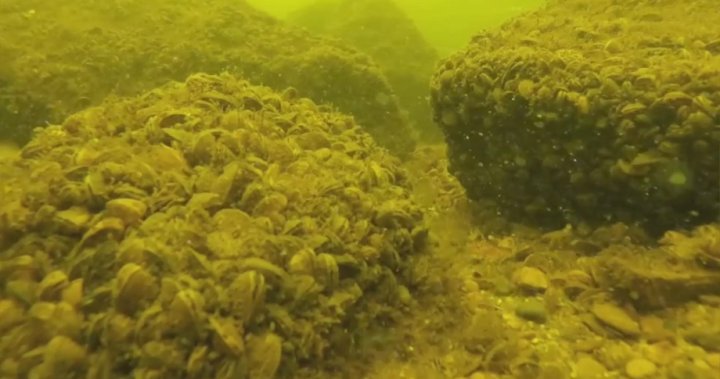 Funding shortfall puts B.C. lakes at risk of invasive mussels [Video]