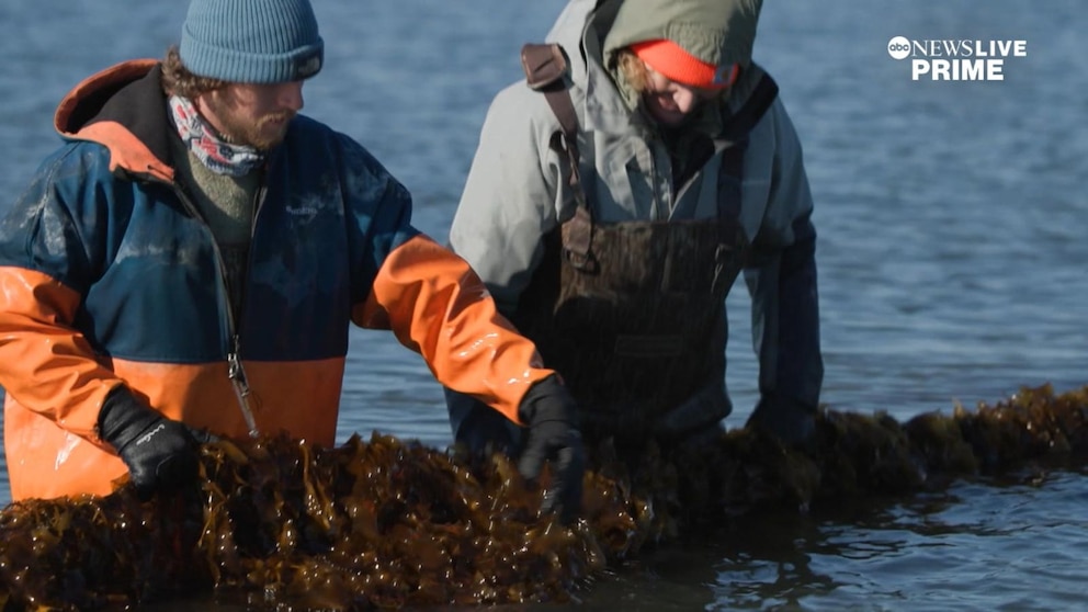 Video How kelp farming is curbing effects of climate change [Video]