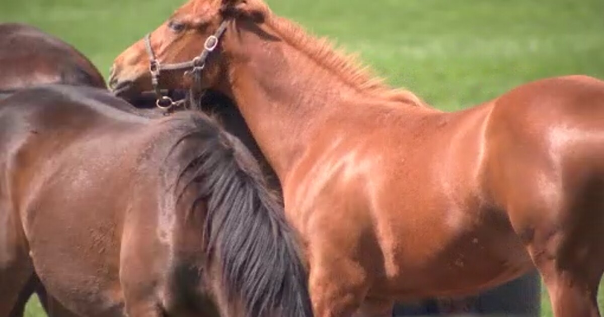 Meet the group behind Kentucky’s registry of racehorses [Video]