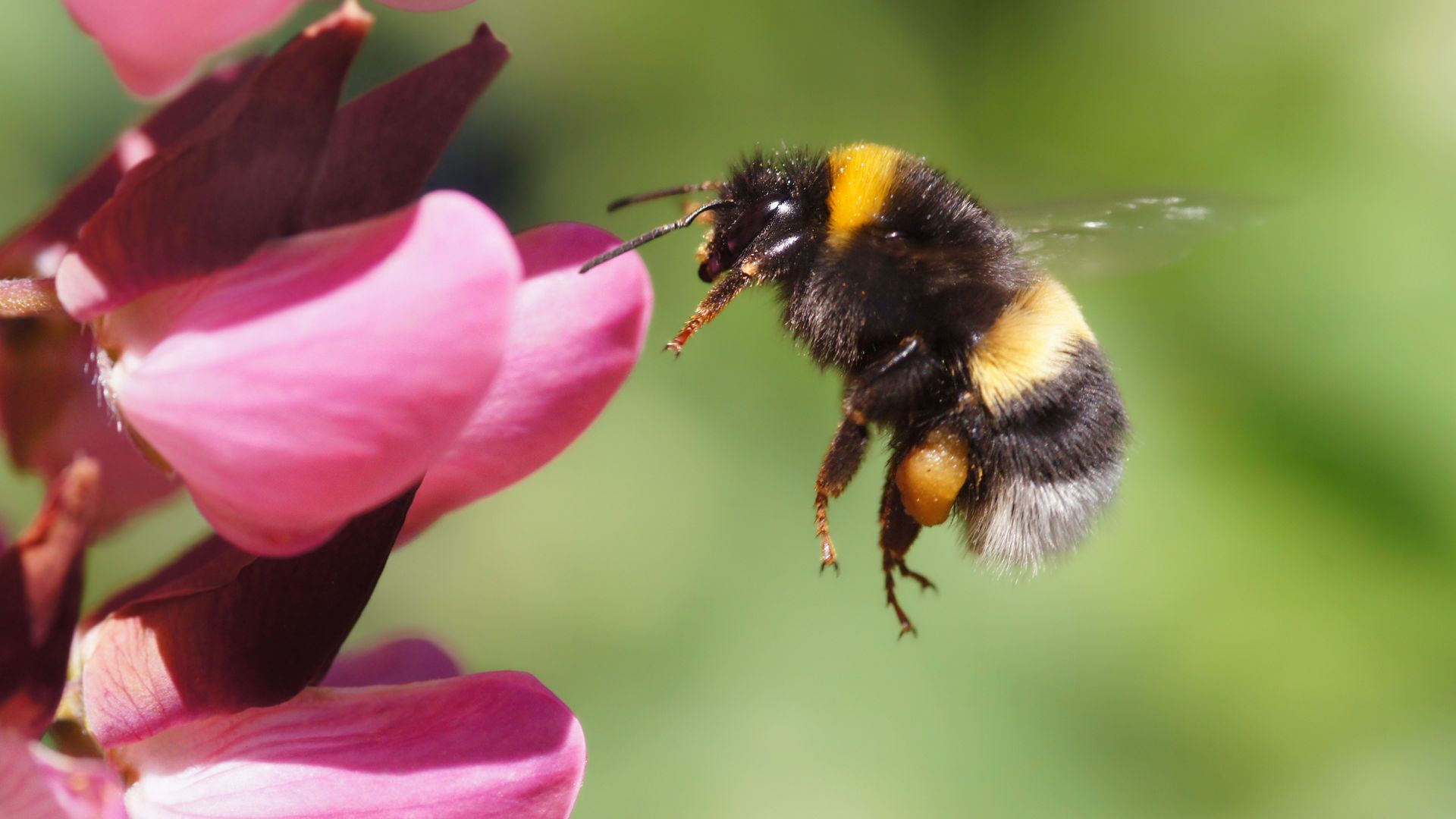 Farmers friend in danger; climate change is killing baby bumblebees [Video]