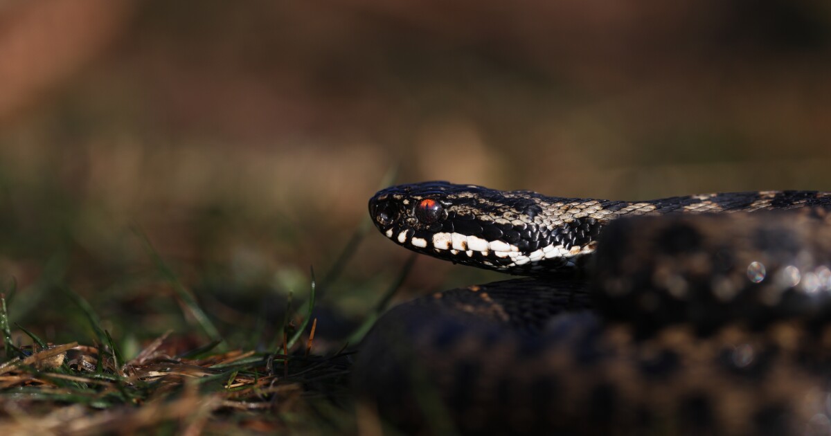 Habitat loss for venomous snakes could attract them to unprepared parts of the world amid climate change, study finds [Video]