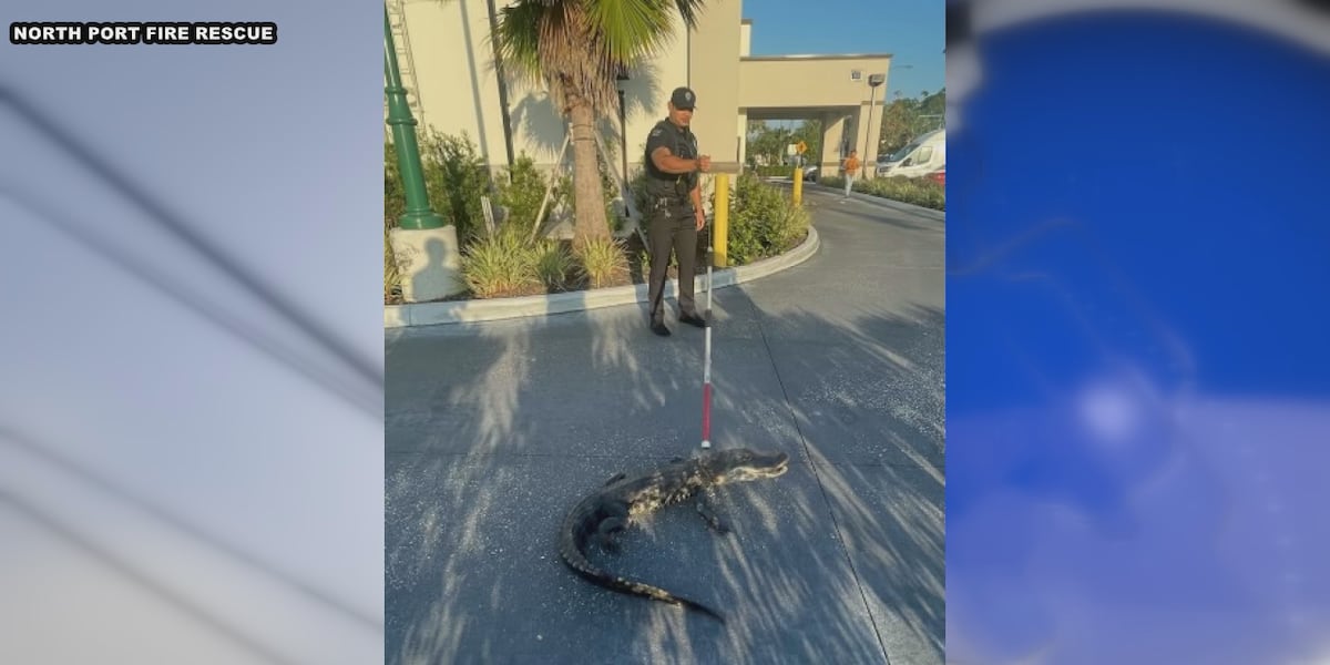 Alligator wrangled after being spotted in Starbucks drive-thru [Video]