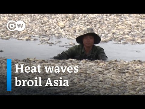 How deadly heat waves will impact economies and ecosystems | DW News [Video]
