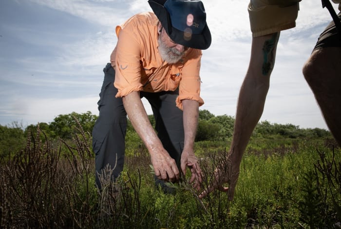 Mangroves, expanding with the warming climate, are re-shaping the Texas coast [Video]