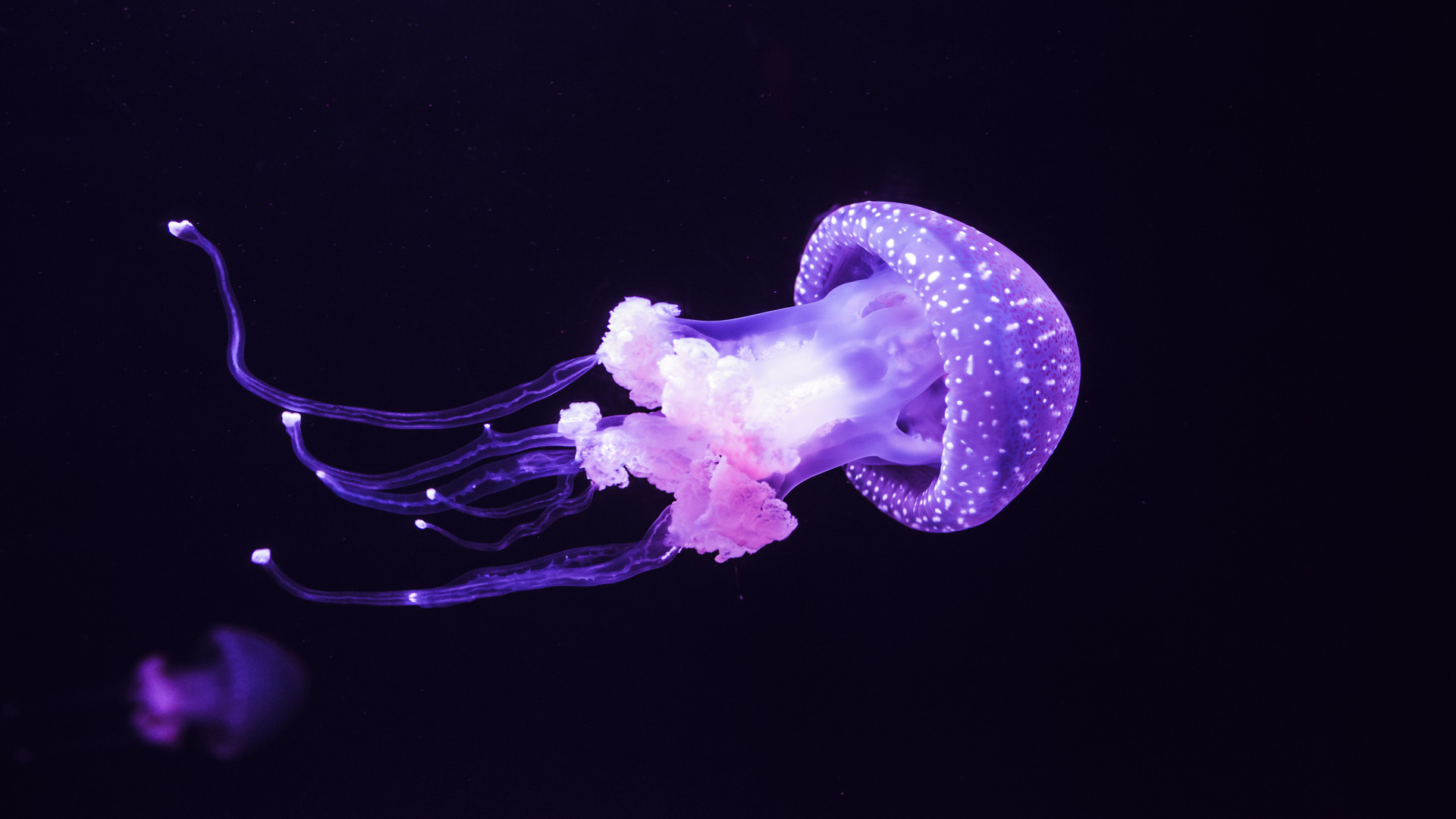 Caltech scientists turn jellyfish into augmented deep-sea explorers [Video]