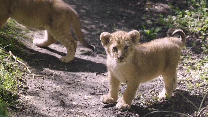 Endangered lion cubs take their first steps outside at London Zoo | Lifestyle [Video]
