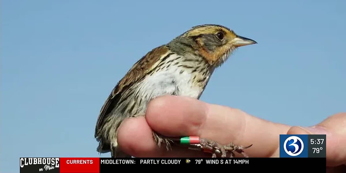 Bird found along the Connecticut shoreline faces extinction [Video]