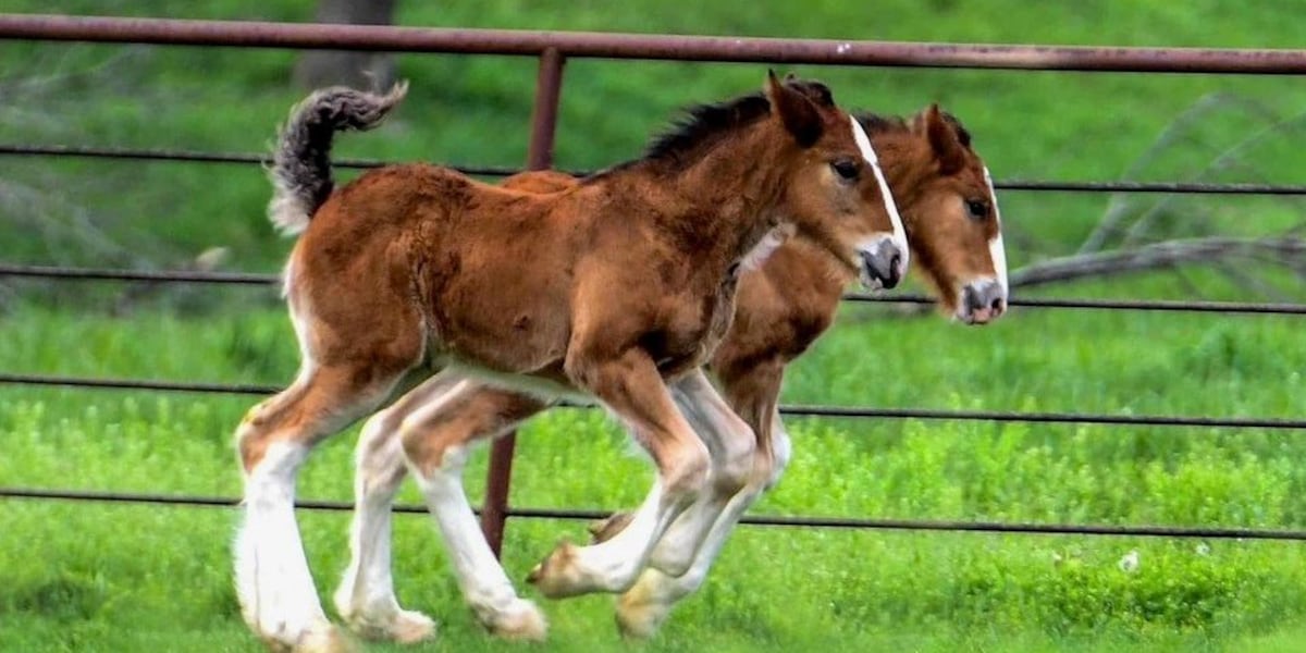 Warm Springs Ranch welcomes 15 Budweiser Clydesdale foals [Video]