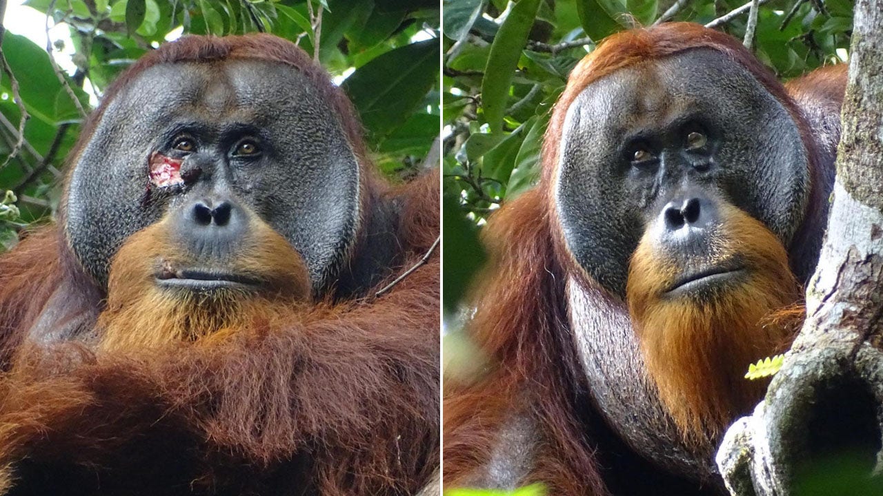 Orangutan in Indonesian rainforest treats own facial wound, say researchers: Appeared intentional [Video]