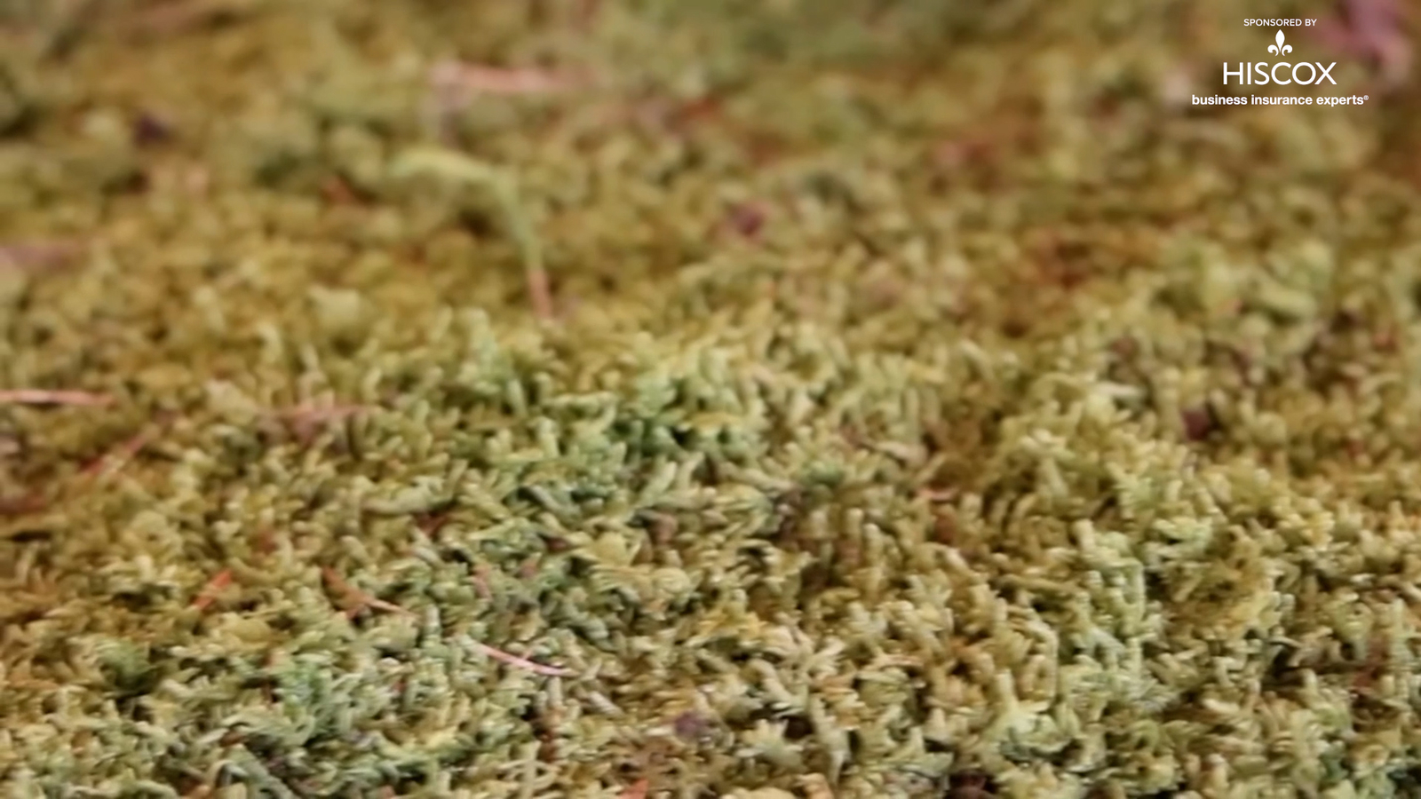 Moss Acres in Totowa, New Jersey is creating art with moss. [Video]