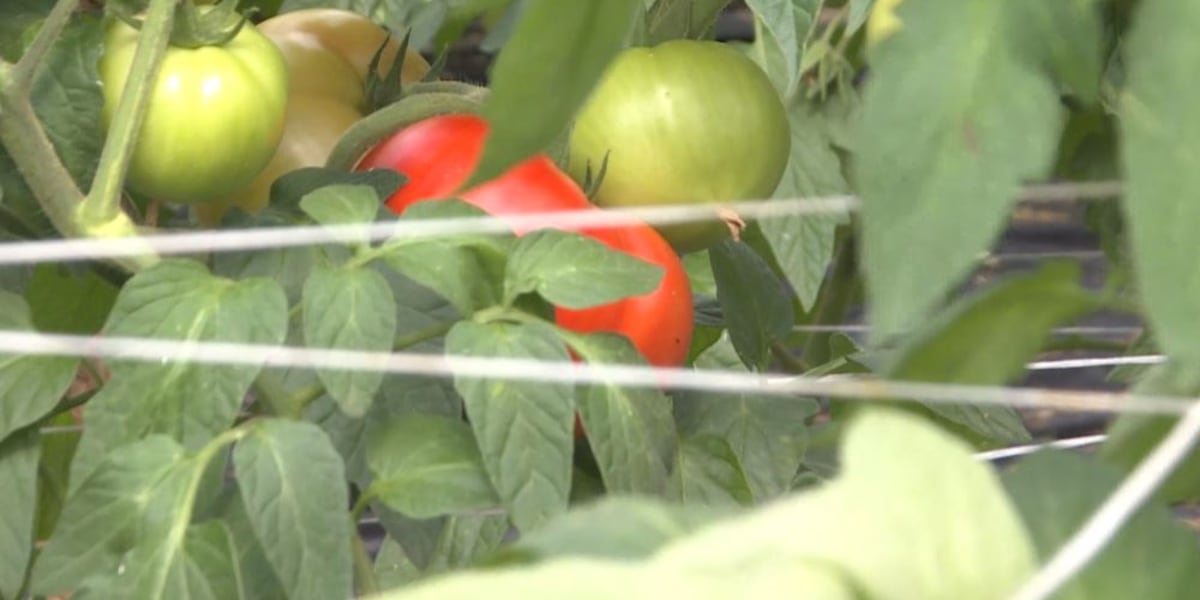 Grainger County tomato farm damaged in storm [Video]
