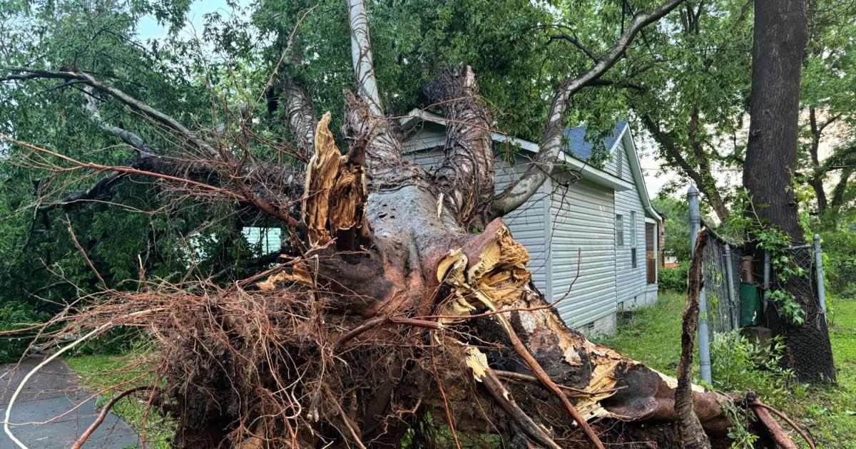 High winds knocked down trees and power lines in Columbus | Local [Video]