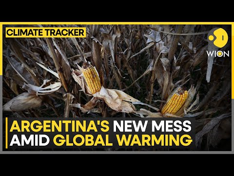 Argentina: Leafhopper bug plagues corn fields in country | WION Climate Tracker [Video]