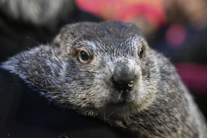 Punxsutawney Phil’s babies are named Shadow and Sunny. Just don’t call them the heirs apparent [Video]