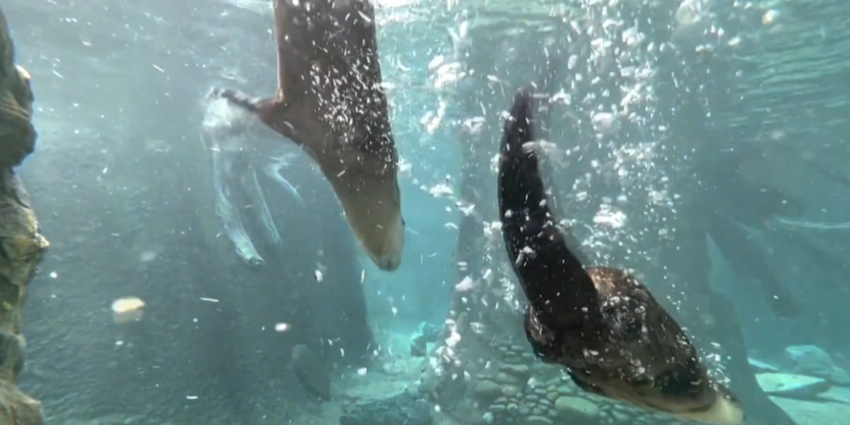Wild Inside: The Water Boys! How Zoo Knoxville keeps its water sparkling [Video]