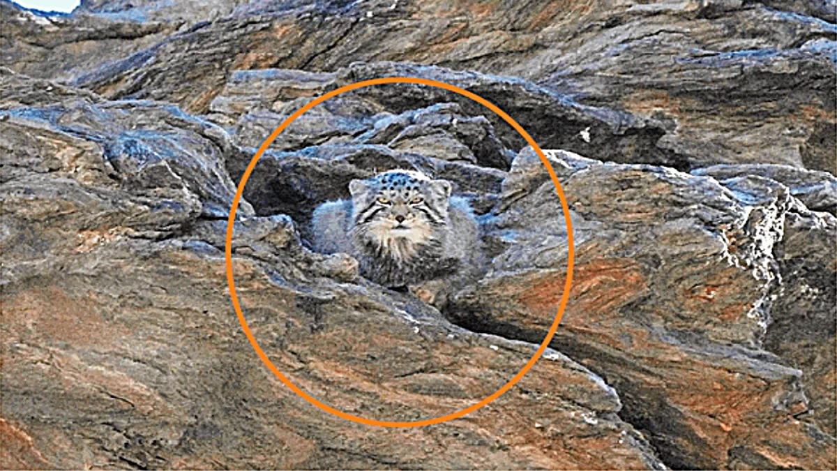 World’s Angriest Cat Spotted In Ladakh, See Cute Pic Of Endangered Pallas’s Cat In Indian Mountains [Video]
