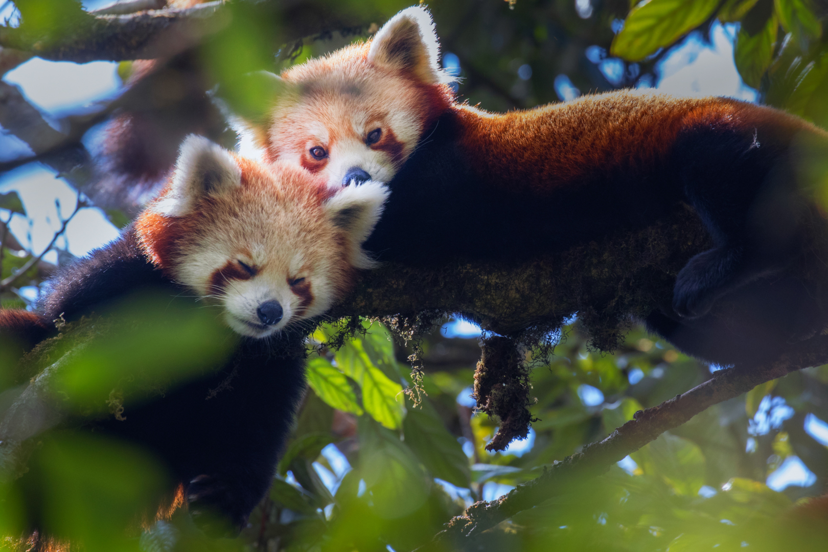 How India is racing against time to save the endangered red panda | Al Jazeera [Video]