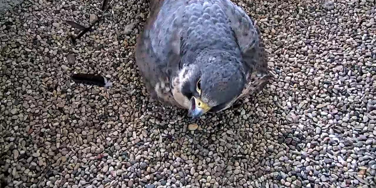RAW: Peregrine falcons in the WPS and We Energies’ nesting box [Video]