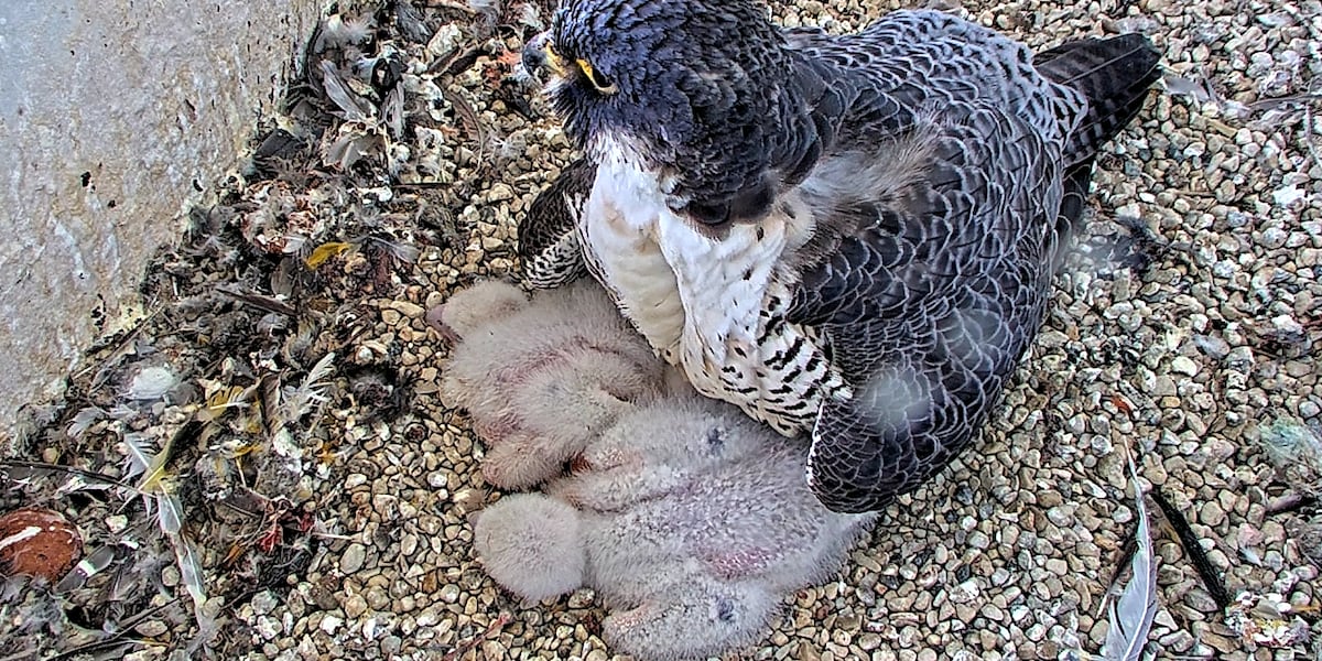 Top 10 names decided for the WPS and We Energies peregrine falcon naming contest [Video]