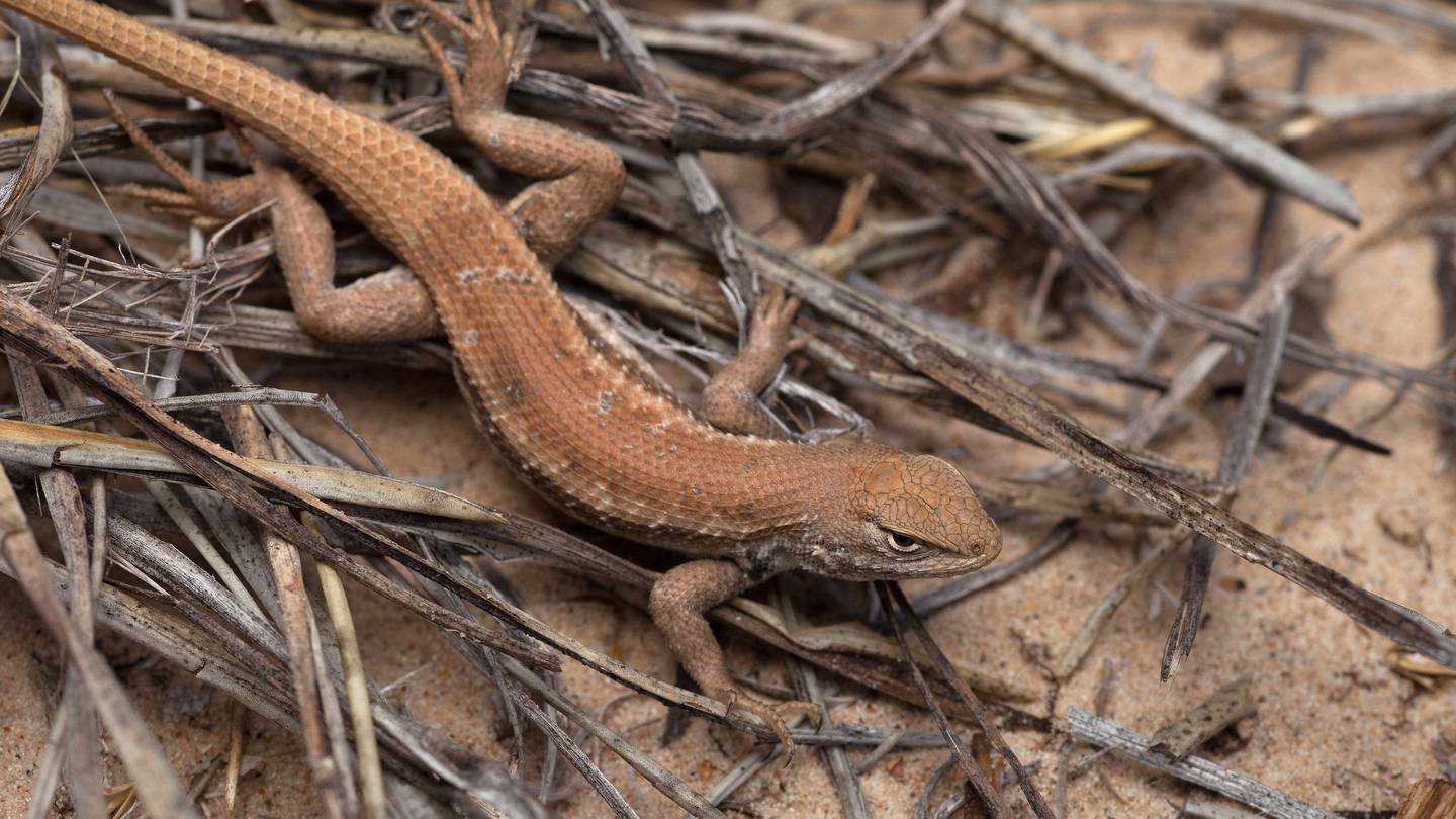 New endangered listing for rare lizard could slow oil and gas drilling in New Mexico and West Texas  WPXI [Video]